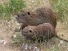 CALVENDO Puzzle NUTRIA mit Nachwuchs | 1000 Teile Produktbild-Vorschau 3