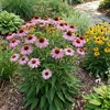 Bloomique - Zestaw 6 szt. - Echinacea Purpurea - Jeżówka - Podgląd zdjęcia produktu 5