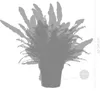 Bloomique - 3er-Mix - Luftreinigende Farne - Asplenium, Produktbild-Vorschau 7