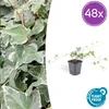 Hedera helix 'Glacier' - Efeu - Bodendecker - Grün mit Produktbild-Vorschau 1