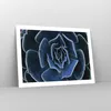 Poster - Poster ohne Rahmen - Blau Kaktus Blume - 70x50 cm Produktbild-Vorschau 7