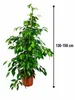 Birkenfeige Ficus Benjamina Exotica, 130–150 cm – Grande Voir les images du produit 5