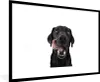 MuchoWow® MuchoWow® Gerahmtes Poster Hund - Schwarz - Produktbild-Vorschau 1
