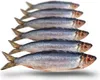 Prebaits Hering klein 500/550gr Produktbild-Vorschau 1