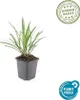 Glöckchentraube - Erba delle orchidee - Liriope muscari Anteprima dell’immagine prodotto 2