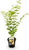 Japanischer Ahorn Acer palmatum 'Jordan' Gelb Ø19cm 70cm Produktbild-Vorschau 2