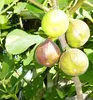 Feigebaum 'BROWN TURKEY' 10-15 cm, Cont. 1 l Produktbild-Vorschau 2