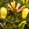 Magnolie Fiume Giallo 2L Anteprima dell’immagine prodotto 2