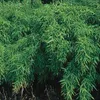 Zahradní bambus  - Fargesia murieliae 'Simba'  | 50-60 cm v Náhled obrázku produktu 1