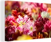 MuchoWow® - Leinwandbilder - Mehrfarbige Tulpen, Wandbild, Produktbild-Vorschau 1