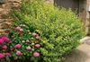 A variegated shrub with pink hydrangeas planted next to a stone wall and a wooden door. Produktbild-Vorschau
