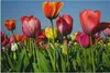 ARTland Wandbild Alu für Innen & Outdoor Buntes Tulpenfeld Produktbild-Vorschau 1