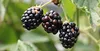 Ponthier BROMBEEREN PÜREE Frucht-Mark-Püree 1 KG Produktbild-Vorschau 5