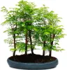 Bonsai da esterno Metasequoia glyptostroboides - grande Anteprima dell’immagine prodotto 1