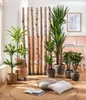Dehner Yucca-Palme, viertriebig, ca. 170-180 cm, Ø Topf 27 Produktbild-Vorschau 5