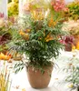 BALDUR Garten 1x Mahonie Volcano® (MYOY®), Pflanze im 2 Produktbild-Vorschau 4