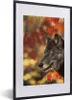 MuchoWow® MuchoWow® Gerahmtes Poster Wolf - Nahaufnahme - Produktbild-Vorschau 1