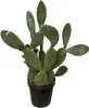 Opuntia Ficus Indica - opuncja figowa - duza roslina Podgląd zdjęcia produktu 1