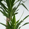 Jukka - Yucca elephantipes - Wys. 130-140cm - ⌀24cm Podgląd zdjęcia produktu 3