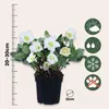 Christrosen - 6 Stk - Helleborus niger 'Mont Blanc' - Höhe Produktbild-Vorschau 2