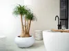 Bloomique - Beaucarnea Recurvata - Elefantenfuß - Produktbild-Vorschau 2