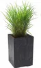 A potted plant in a dark gray planter against a white background. Produktbild-Vorschau