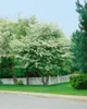 Crataegus monogyna, Eingriffeliger Weißdorn, 60–100 cm Produktbild-Vorschau 5