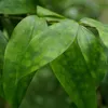 Green boutiQ - Zimmerpflanzen - Dracaena surculosa - Produktbild-Vorschau 5
