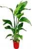 Strelitzia Nicolai Paradiesvogelblume Zimmerpflanze 70 90cm Produktbild-Vorschau 1