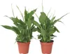 Friedenslilie - Einblatt - 2 Stk - Spathiphyllum Torelli - Produktbild-Vorschau 1