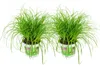 Zynesflora Echtes Katzengras 2 Stück Cyperus Zumula Produktbild-Vorschau 1