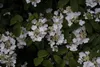 Viburnum plicatum 'Summer Snowflake', Japanischer Produktbild-Vorschau 4