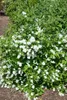 Philadelphus 'Bouquet Blanc', Pfeifenstrauch, weiß, 100–125 Produktbild-Vorschau 2