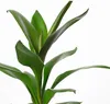 Keulenlilie Glauca - Cordyline - Höhe ca. 40 cm, Topf-Ø 12 Produktbild-Vorschau 2