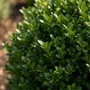 Bloomique - Zestaw 6 szt. - Ilex Crenata Jenny - Ostrokrzew Podgląd zdjęcia produktu 5