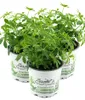 Enseleits 3er Set Waldmeister, Galium odoratum, frische  Produktbild-Vorschau 1