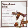 Aquarium Pflanze 3 Stück Nymphaea Lotus Tigerlotus Produktbild-Vorschau 3