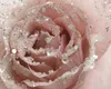 Kunstblumen Rose auf Clip 14cm rosa Produktbild-Vorschau 4