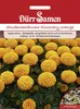 Dürr-Samen - Studentenblumen Discovery orange einjährig 25 Produktbild-Vorschau 1