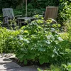 Brombeerpflanzen - 2 Stk - Rubus fruticosus 'Thornfree' - Produktbild-Vorschau 6