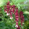 2 x  Schöne Leycesterie - Leycesteria formosa  | 40-50 cm Produktbild-Vorschau 2