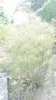 6 x Foeniculum vulg. 'Giant Bronze' - Fenchel - Topf 9 x 9 Náhled obrázku produktu 4
