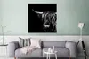 MuchoWow® Poster Schottischer Highlander - Horn - Schwarz - Produktbild-Vorschau 5