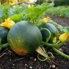 Gem Squash (Rondini) - 5 Samen Produktbild-Vorschau 1