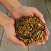 Hands holding a pile of dried insects, likely for animal feed. Produktbild-Vorschau