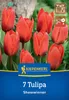 Artikelbild 2 von 'Kaufmanniana-Tulpe Showwinner (7 Stück)' aus der Kategorie Kaufmanniana-Tulpen Produktbild-Vorschau