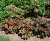 Purpurglöckchen Palace Purple, im Topf - Heuchera Produktbild-Vorschau 11