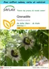 SAFLAX Ensemble-cadeau - Grenadille - 40 graines - Voir les images du produit 1