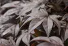 Acer palmatum 'Bloodgood', Japanischer Ahorn, tiefrot, Produktbild-Vorschau 9