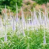 6 x Kandelaberehrenpreis  - Veronicastrum virginicum Produktbild-Vorschau 1